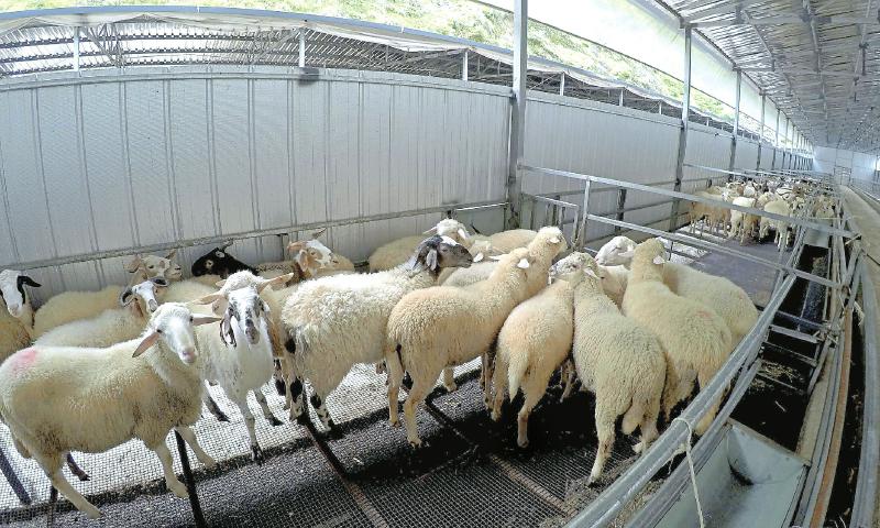 子耳鄉(xiāng)高原生.jpg 子耳鄉(xiāng)高原生.jpg