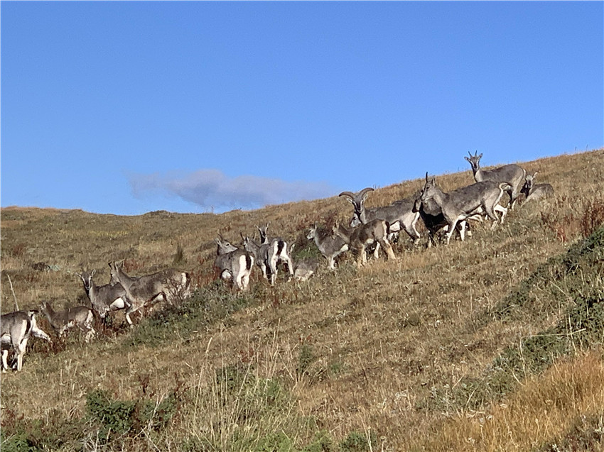 野生巖羊.jpg 野生巖羊.jpg