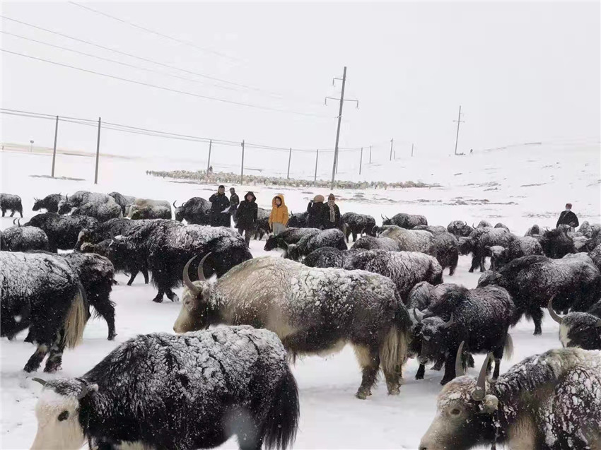 地處“云端之上”生命禁區(qū)“的農(nóng)行石渠支行80后青年益西多吉說(shuō)”今年疫情流行，大伙冒雪下鄉(xiāng)送金融服務(wù)，新年首日就為農(nóng)戶發(fā)放了3000多萬(wàn)元，點(diǎn)亮百姓牦牛致富夢(mèng)，疫情終將過(guò)去，筑夢(mèng)春天，我們協(xié)力點(diǎn)燃牧民發(fā)展信心“.jpg